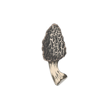 Vector icon hand-drawn detailed whole morel mushroom isolated on a white background
