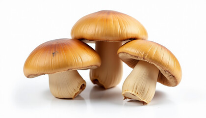 Three Golden Mushrooms on White Background