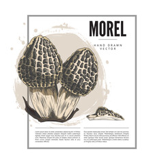 Morel mushrooms bunch color hand drawn vector label design, forest fungus with spongy cap, natural food, Morchella fungi