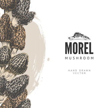 Vector vertical border in the style of a hand-drawn colored sketch with morel mushrooms.