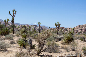 joshua tree national park