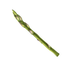 Green asparagus. Watercolor illustration of a fresh branch of greenery. Healthy dietary nutrition. Ingredient for the finished product. For background design, packaging. Cooking according to recipes