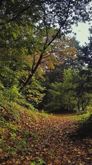 Obraz premium autumn wallpaper