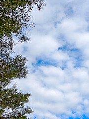 worm eyes view of cloudy blue sky with tree on the left