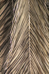 Palm leaf closeup. Foliage pattern. Dry leaves. Beige neutral natural color.