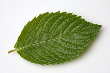 Obraz premium Close-up of refreshing mint leaf showcasing detail