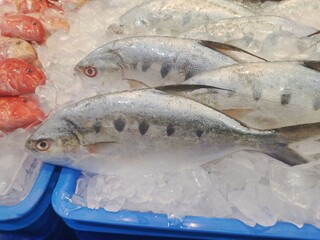 Queen fish displayed on ice in blue plastic trays