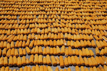 Line of Dry Corn on the field