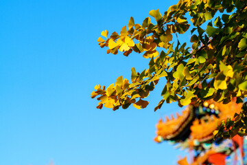 Yellow ginkgo leaves under blue sky in sunlight