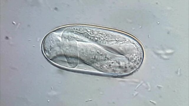 Nematode Parasite egg in dog feces under microscope 