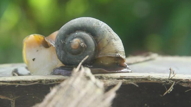 Pila ampullacea or rice field snail, this snail is often found in rice fields, fresh water snail