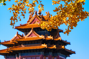 Fototapeta premium Overlooking Watch Tower of the Forbidden City and yellow ginkgo leaves under blue sky in sunlight in Autumn