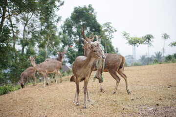 Deer in the Field