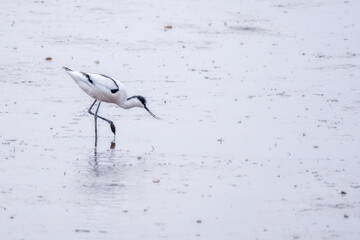black and white avocet on the estuary 