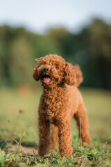A brown toy poodle dog with its tongue sticking out. Happy active toy poodle puppy on a walk in the public park. Toy poodle outdoors, training, playing.