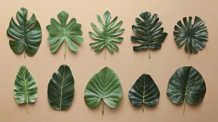 Obraz premium Diverse Collection of Green Tropical Leaves on Earth Tone Background for Nature Lovers