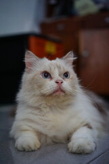 Portrait of a Himalayan cat