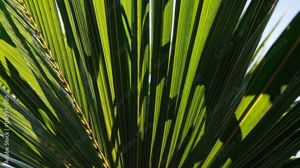 Wall mural close-up view of vibrant green palm leaves, showcasing intricate patterns and textures illuminated b