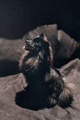 Pomeranian Spitz. Dog portrait on a black background.