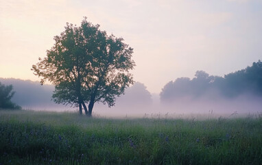 Fototapeta premium tree in the fog