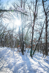 Scenic Winter landscape with snow covered forest in sunny day