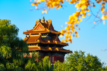Overlooking Watch Tower of the Forbidden City and yellow ginkgo leaves under blue sky in sunlight in Autumn