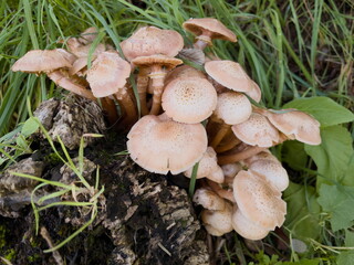 mushrooms in the woods