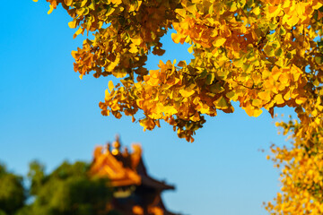 Overlooking Watch Tower of the Forbidden City and yellow ginkgo leaves under blue sky in sunlight in Autumn