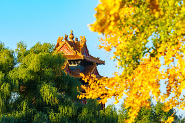 Overlooking Watch Tower of the Forbidden City and yellow ginkgo leaves under blue sky in sunlight...