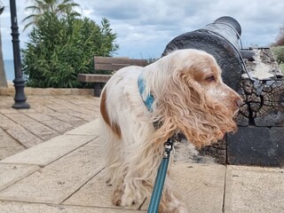 portrait of a dog