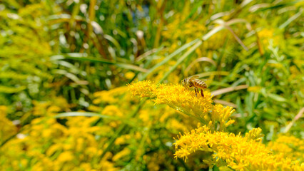 セイタカアワダチソウと蜂の共演