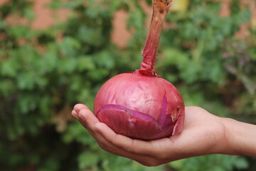 Hand holding a Fresh Red Onion