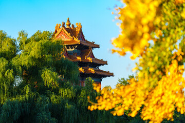 Overlooking Watch Tower of the Forbidden City and yellow ginkgo leaves under blue sky in sunlight...