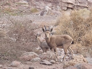 deer in the wild