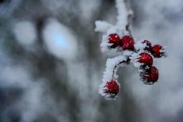 Ein kalter Wintertag an der niederbayerischen Donau
