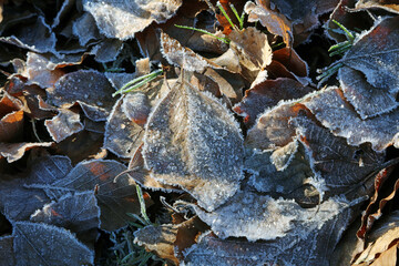 Pile of frozen leaves covered in ice crystals, Derbyshire England
