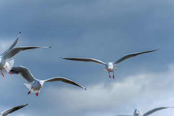 青空に飛び交うカモメたち