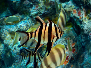 オールドワイフ