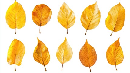 Obraz premium Collection of assorted yellow autumn leaves isolated on white background for seasonal design and nature concepts