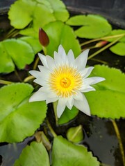 white water lily