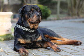 Rottweiler Hund R&uuml;de liegt im Garten auf dem Boden