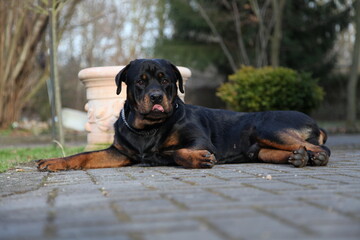 Rottweiler Hund Rüde liegt im Garten auf dem Boden