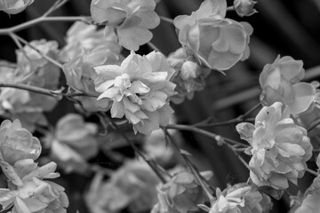 Rosa Damascena, known as the Damascus rose - pink, oleaginous, flowering, deciduous shrub plant....