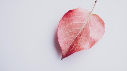Vibrant apple leaf with pink hues resting on a clean white background showcasing natural beauty and intricate leaf details