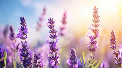 Fototapeta premium Vibrant purple lavender flowers basking in sunlight against a serene blue sky creating a tranquil and picturesque nature scene