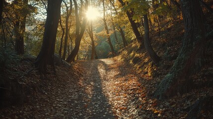 Fototapeta premium Autumn hiking trail in Alpine forest with vibrant leaves and sunlight filtering through the trees creating a serene outdoor atmosphere