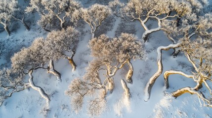 Winter wonderland aerial view of snow-covered woodland showcasing ancient trees and serene white landscape