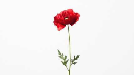Red poppy flower isolated on white background showcasing vibrant color and delicate details with green leaves for nature and floral themes