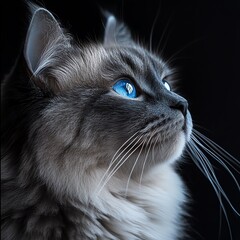 High-quality photography of a gray cat, side profile, blue eyes, and close-up face.