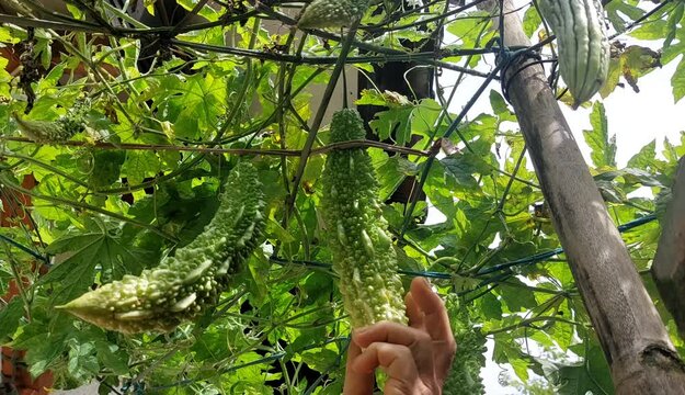 picking bitter melon in the garden